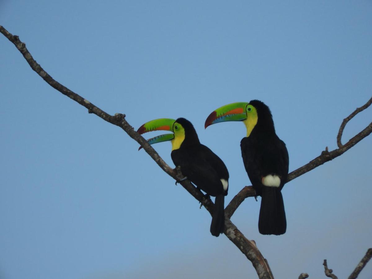 El Nido Del Tucan Villa Torio Екстериор снимка